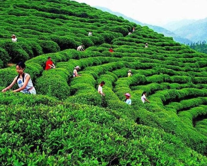 茶企管理系统的革新与实践