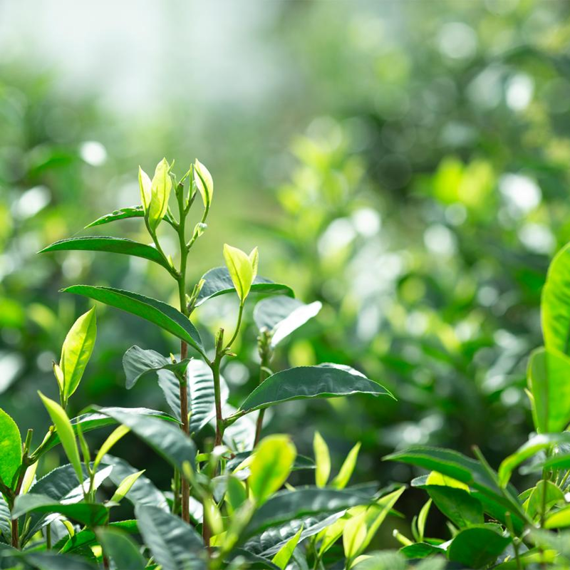 云南茶产业