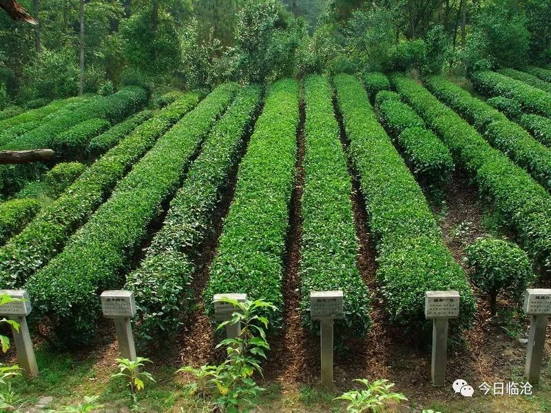 茶产业互联网