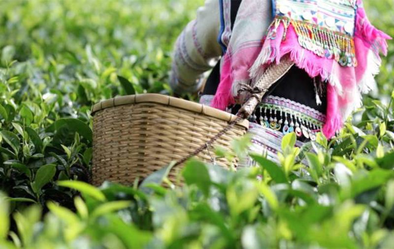 云南茶叶的数字化之路——软件在行业中的作用