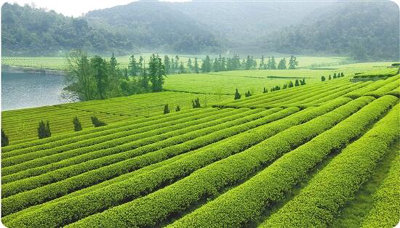 云南茶叶软件：提升行业竞争力的新利器
