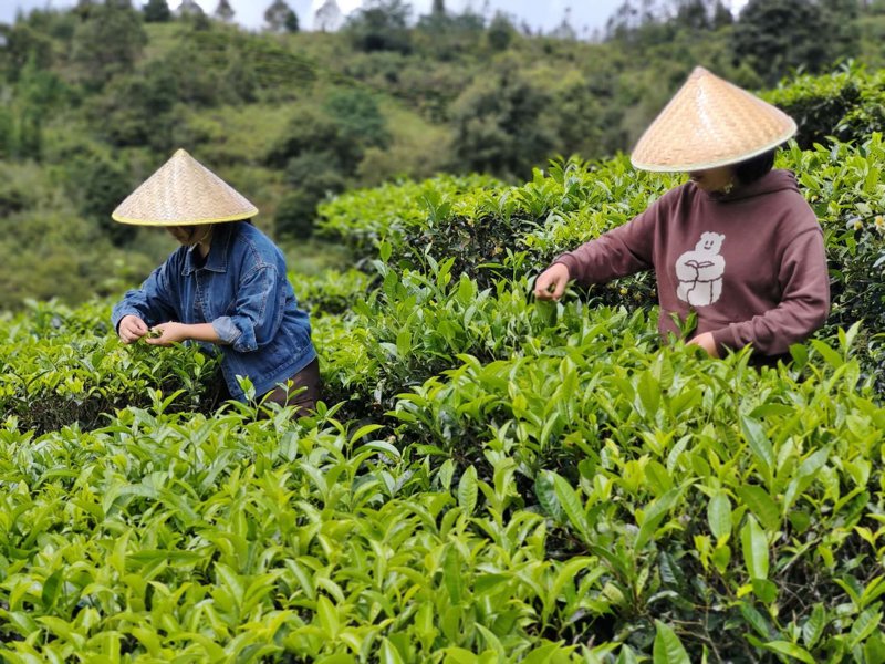 数字革命下的茶产业：互联网时代的茶叶新旅程